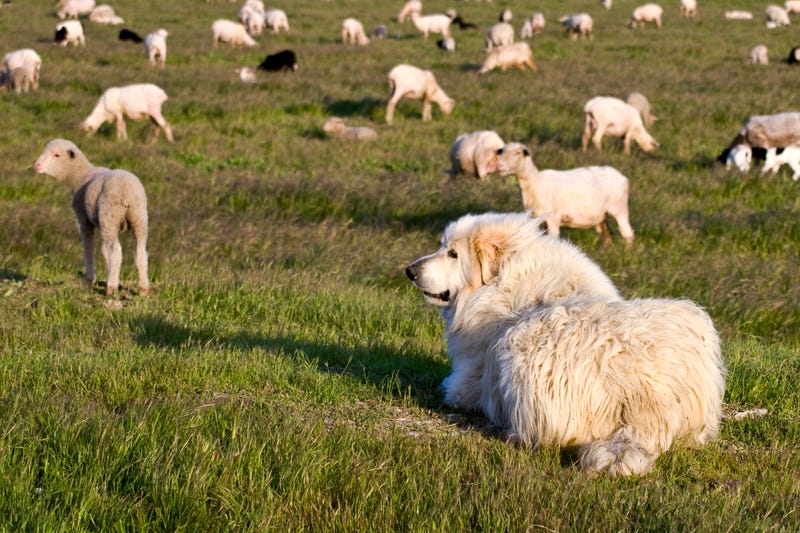 Great Pyrenees sheepdog