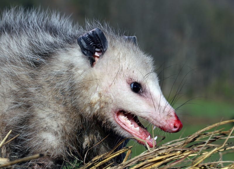 Possum