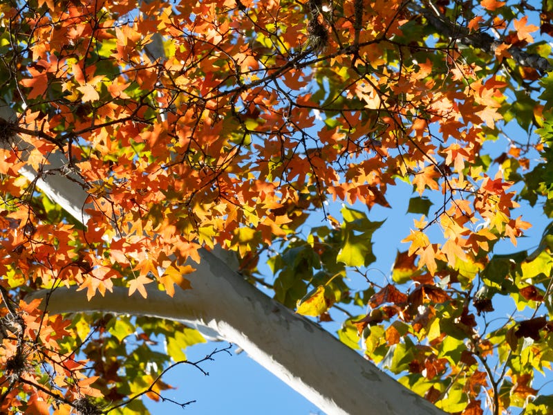 View of the Autumn Leaves of a Uvalde Bigtooth Maple Tree in Lost Maples State Natural Area in Texas