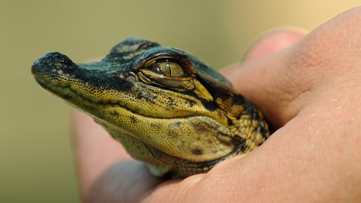 Baby alligator found strolling down Downriver street