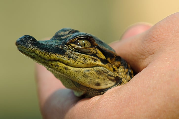 alligator