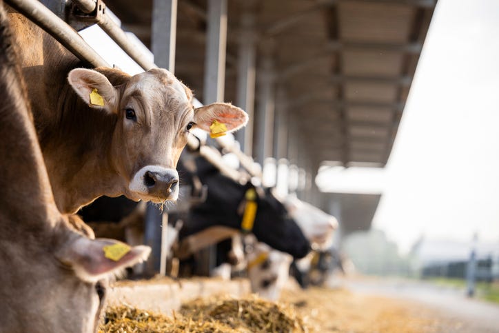 cows on a farm