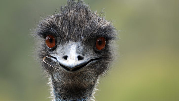 Texas man goes viral for jousting with his pet emu using a pool noodle