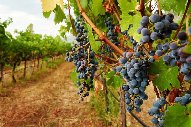 Red vine grape on the branch of the bush in the vinery 