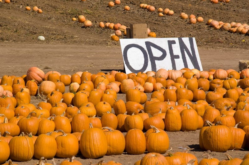 Open sign in front of pumpkin patch