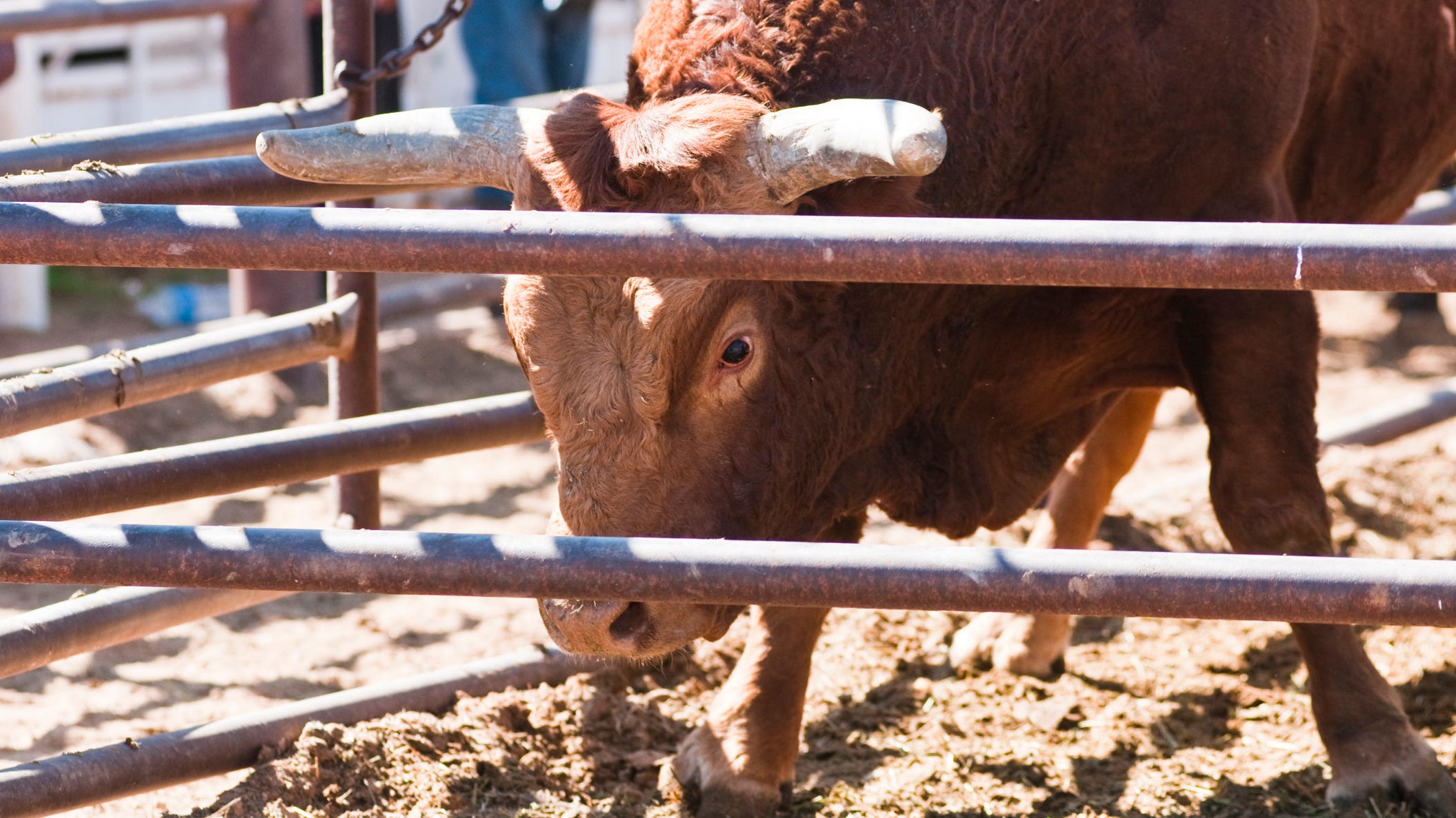 14 year-old killed while riding bull at rodeo