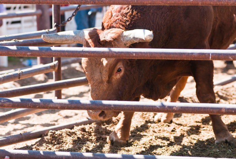 bull riding