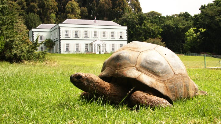 Jonathan, the world's oldest tortoise, to turn 190 this year