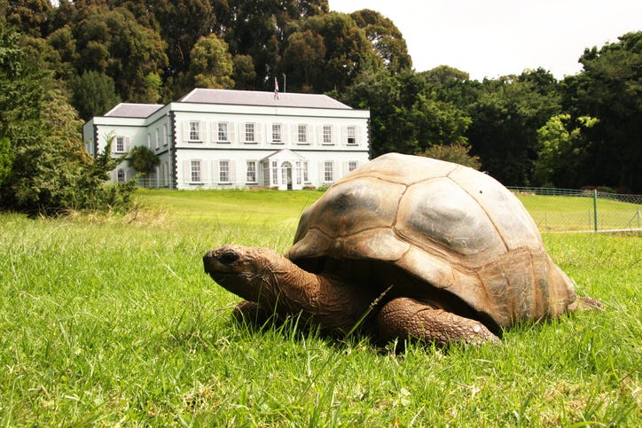 Jonathan the tortoise. 