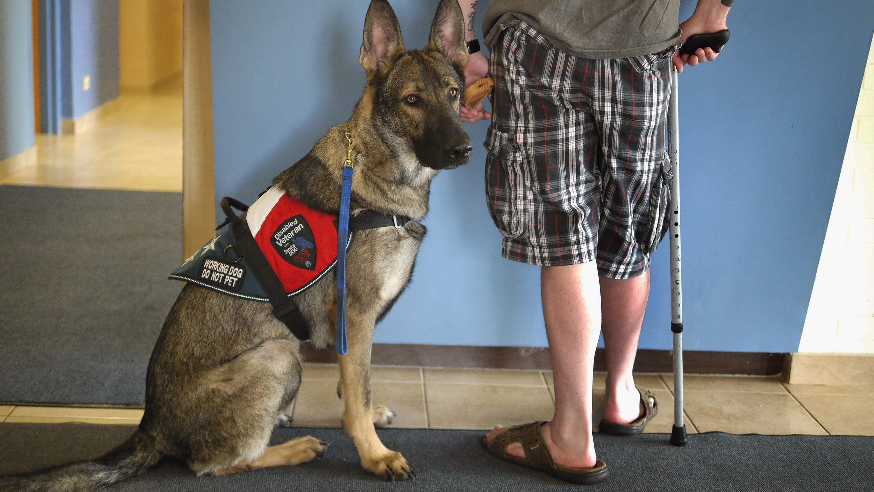 Bill adds canine support for veterans in treatment courts