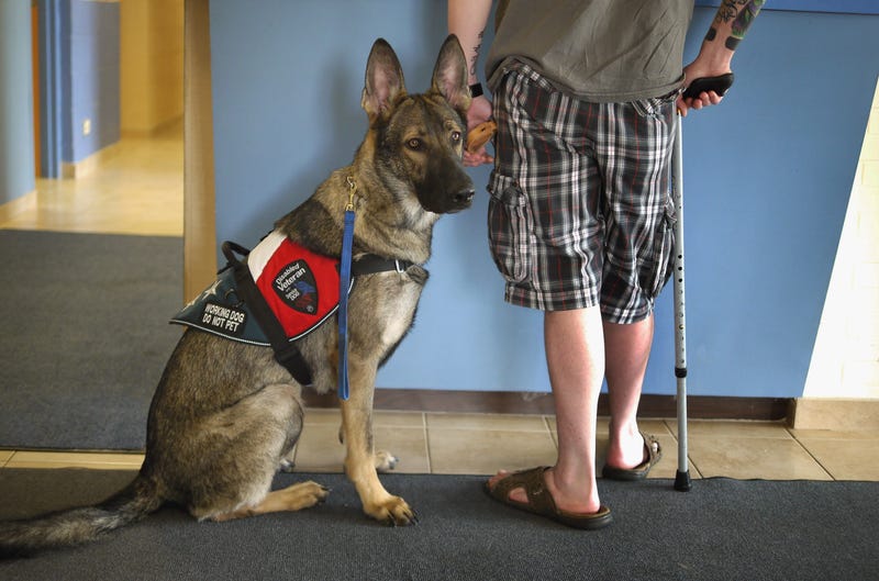 Army veteran Brad Schwarz brings his service dog Panzer for a check up at Southwest Animal Care Center May 3, 2012 in Palos Hills, Illinois. Schwarz uses a service dog to help him cope with post-traumatic stress disorder (PTSD) related to his 2008 tour in Iraq. In addition to suffering from PTSD, Schwarz has memory loss related to Traumatic Brain Injury (TBI) and he must walk with a cane because of vertebrae and nerve damage in his back and legs. Ten days before he was scheduled to rotate home from a 15-month deployment in Iraq, his second, the Humvee in which he was riding was struck by an Improvised Explosive Device (IED). Of the 5 soldiers riding in the vehicle, which caught fire after the explosion, Shwarz was the only one to survive. (Photo by Scott Olson/Getty Images)