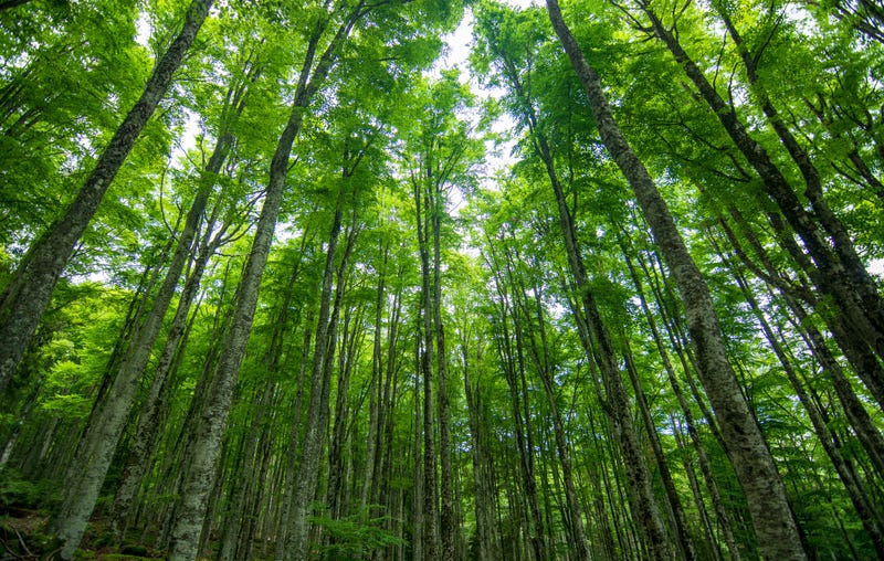 A forest