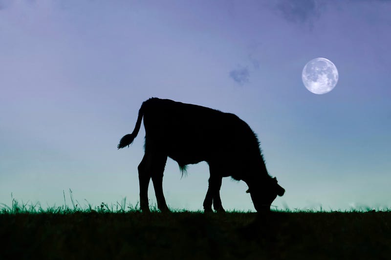 Cow grazing, moon in background.