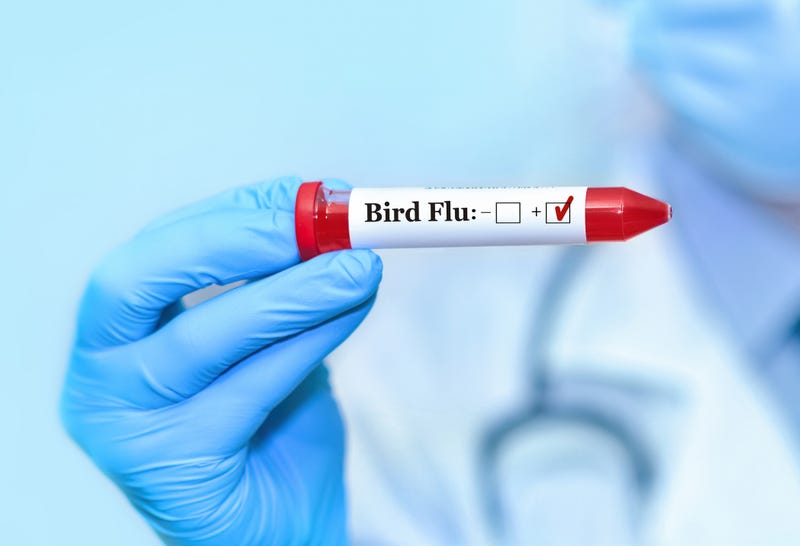 Bird flu