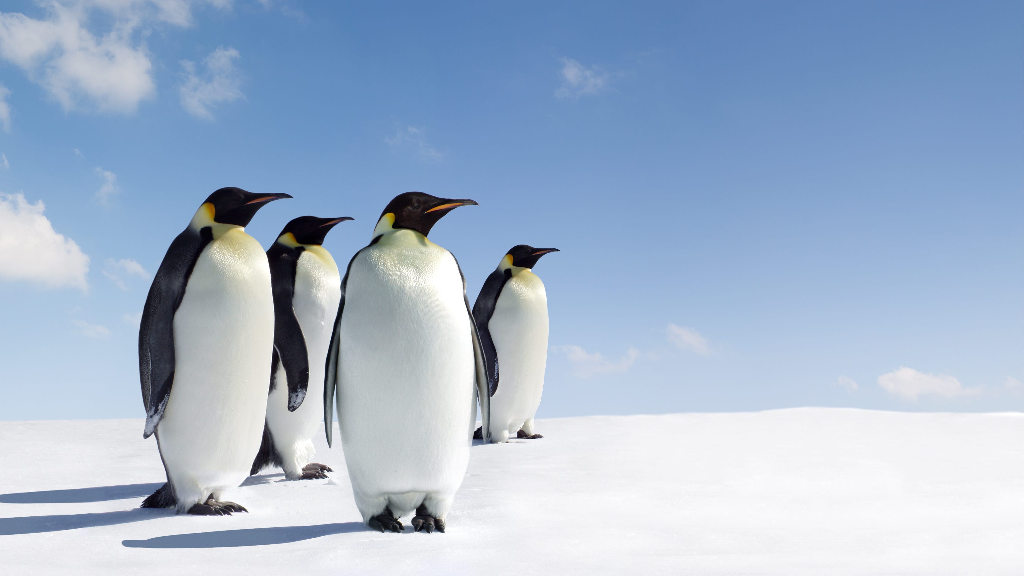Emperor penguins may soon be protected under Endangered Species Act