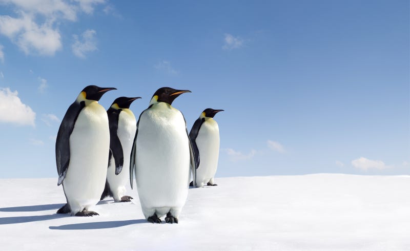 Emperor penguin