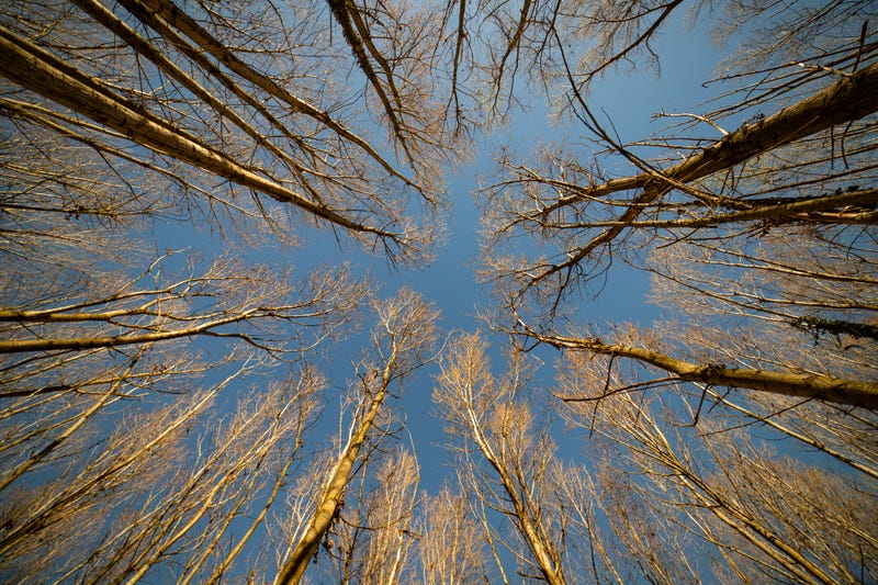 Tall trees