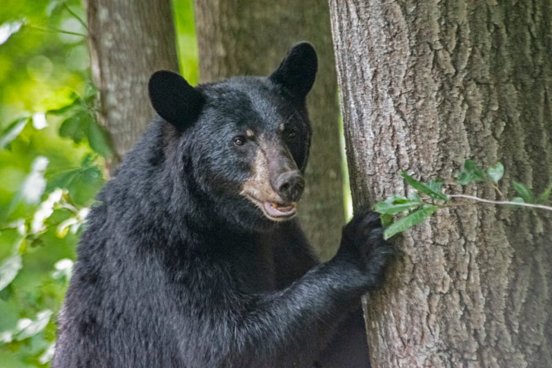 Bear 