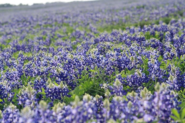 A mid-depth focal point perspective on a huge field of bluebonnets growing in a meadow in central Texas