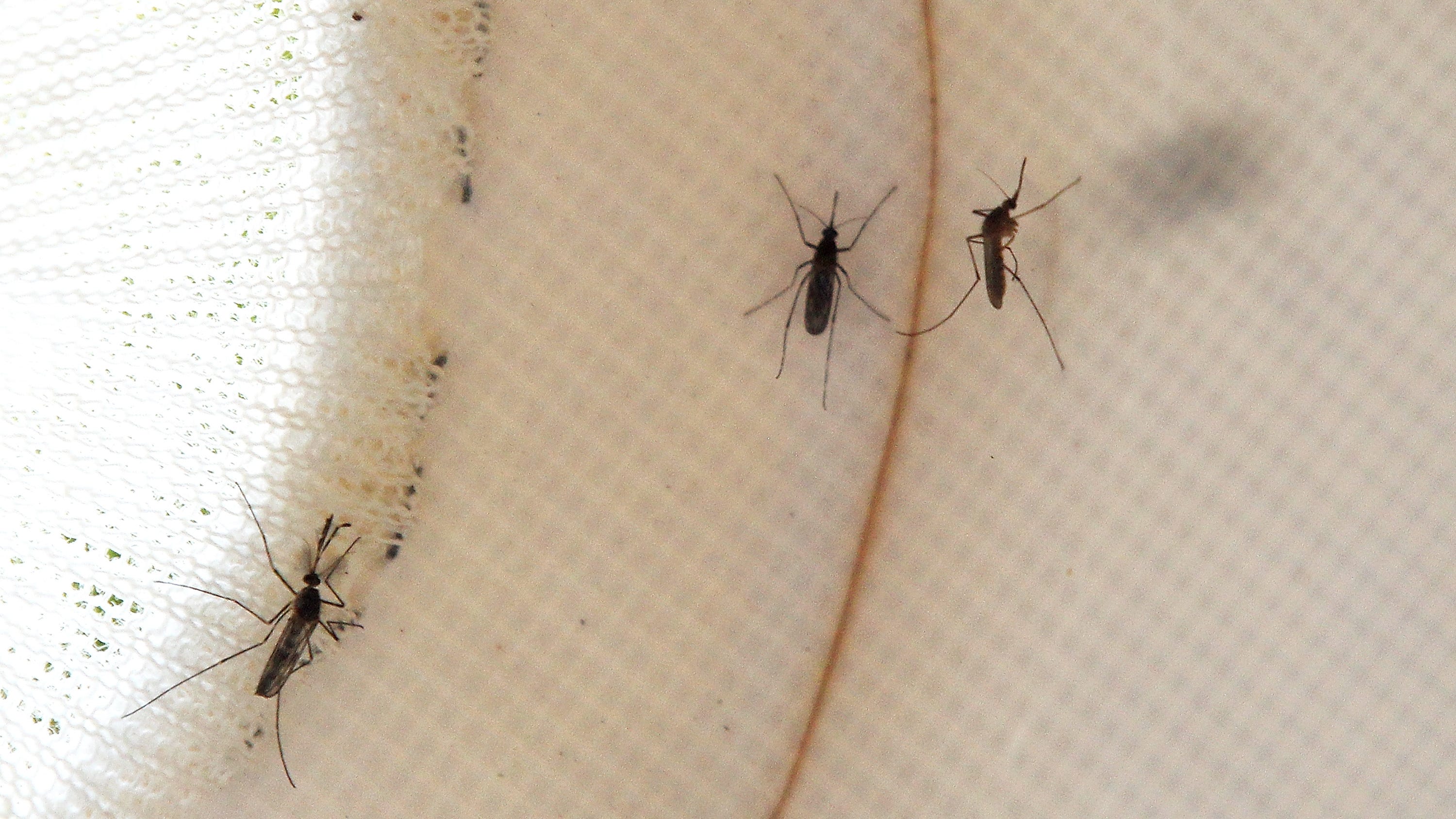 West Nile Virus reported in northern suburb