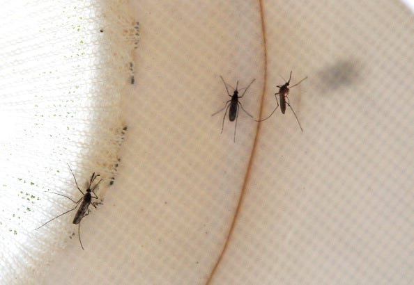 West Nile Virus 