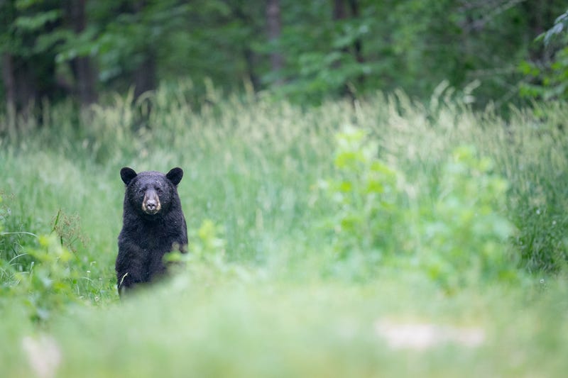 Black bear