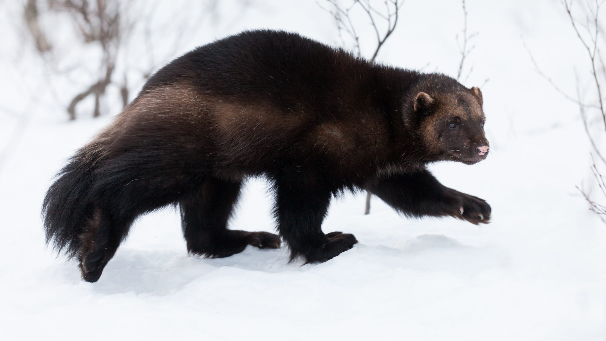 There has only been one wolverine sighting in Michigan in the last 200 years — So what makes us "The Wolverine State"?