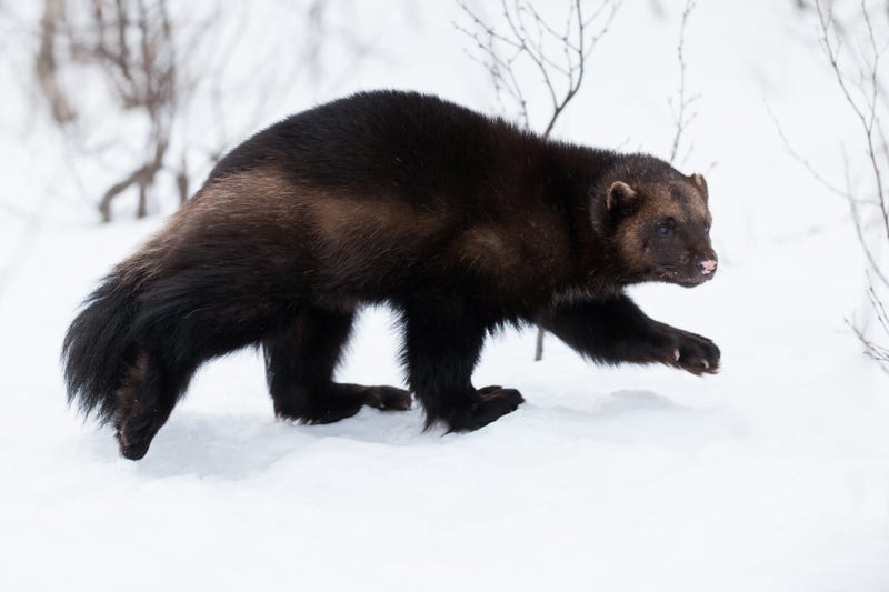 Wolverine walking on the snow