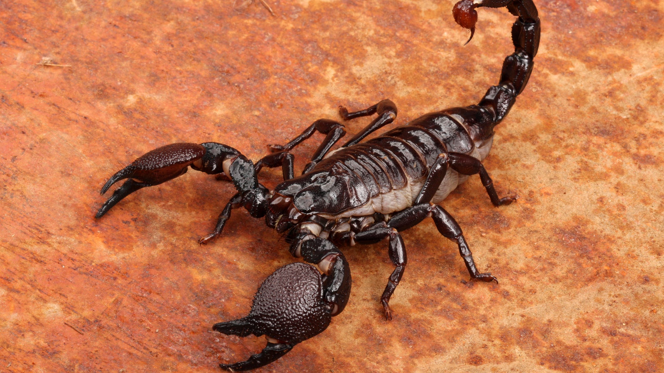 PHOTO: Acid-shooting 'spider-scorpion' found in park will haunt your nightmares