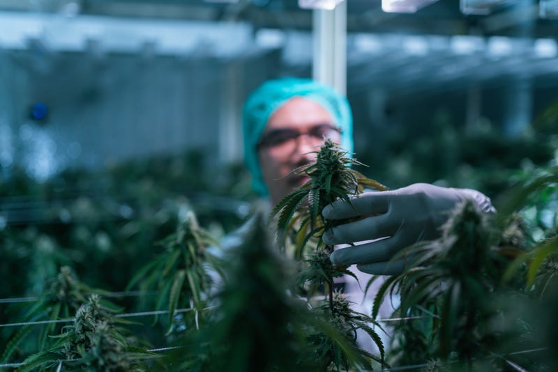 Marijuana