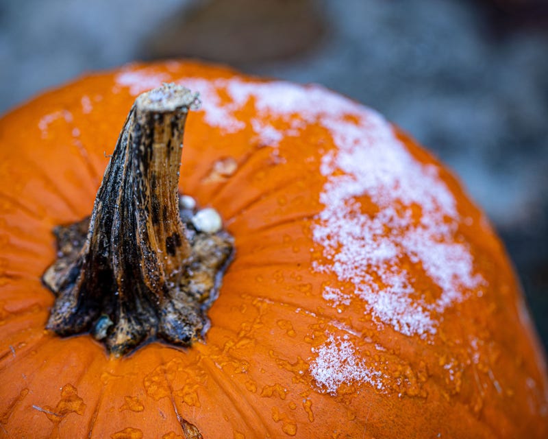 Pumpkin with snow