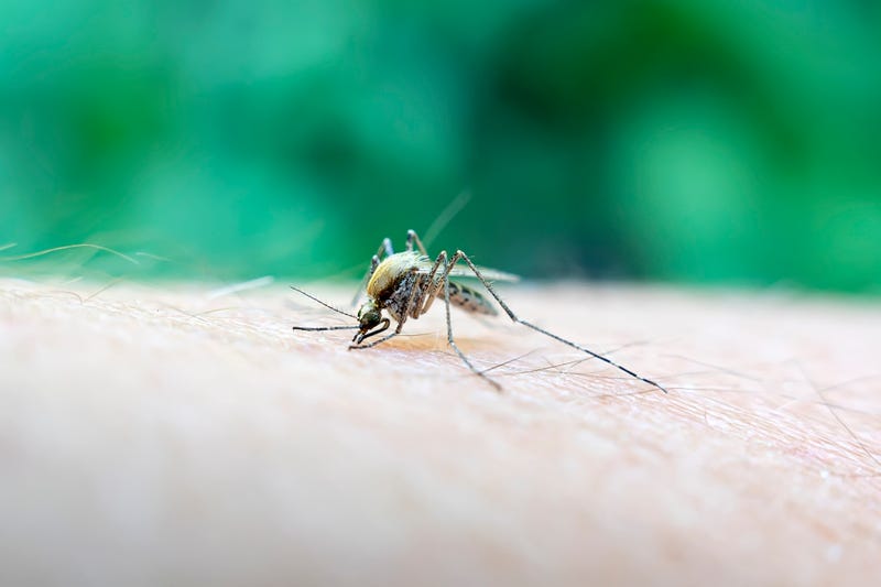 More West Nile virus positive mosquitoes found in Lackawanna County