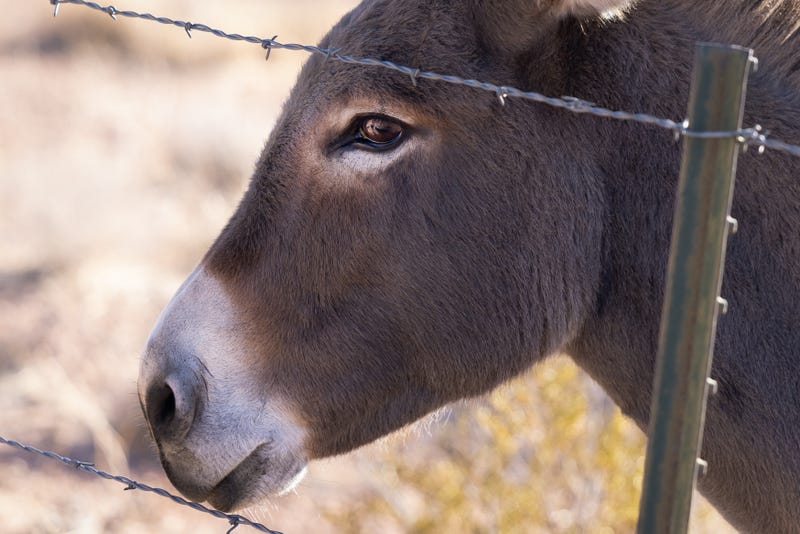 A wild burro relaxes in a pen