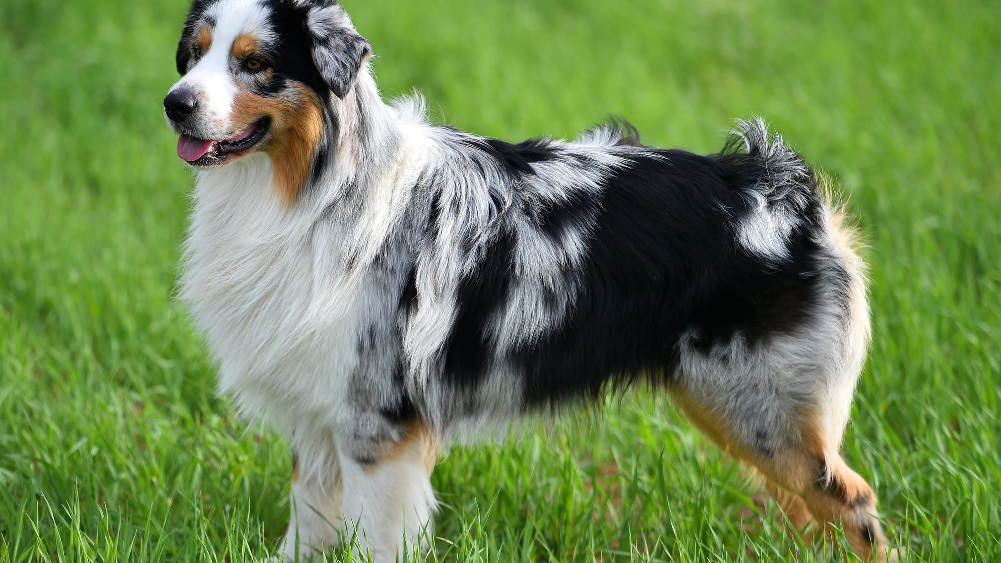 Australian shepherd leads rescuers to its missing 5-year-old boy