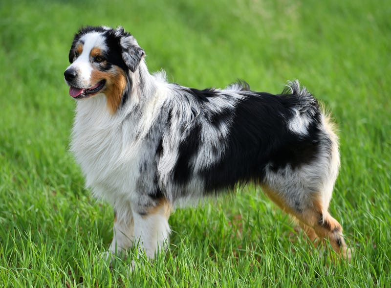 Australian Shepard.
