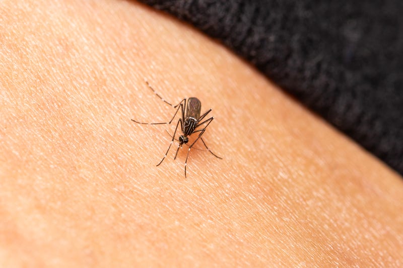 Mosquito