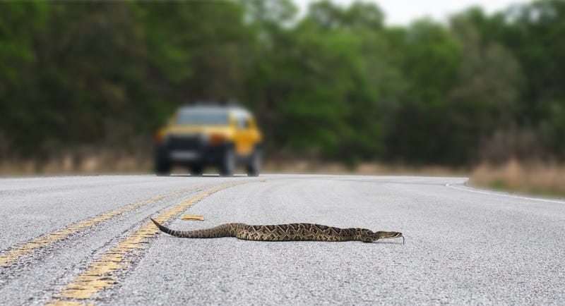 Beautiful rattlesnake crossing busy road with traffic on pavement or asphalt road. Eastern Diamondback rattler - adamanteus crotalus - long rattle and tongue out