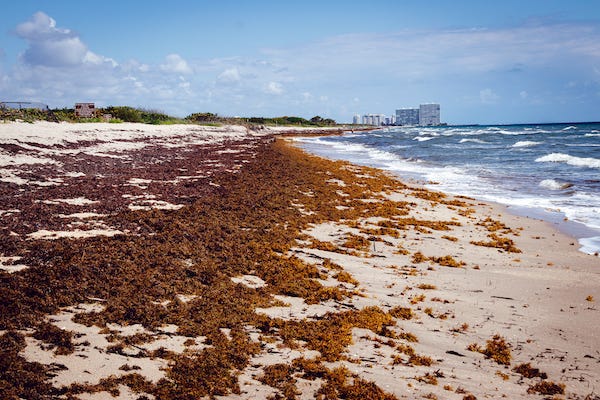 Florida beach covered with atlantic sargassum seaweed toxic algae bloom known as red tide