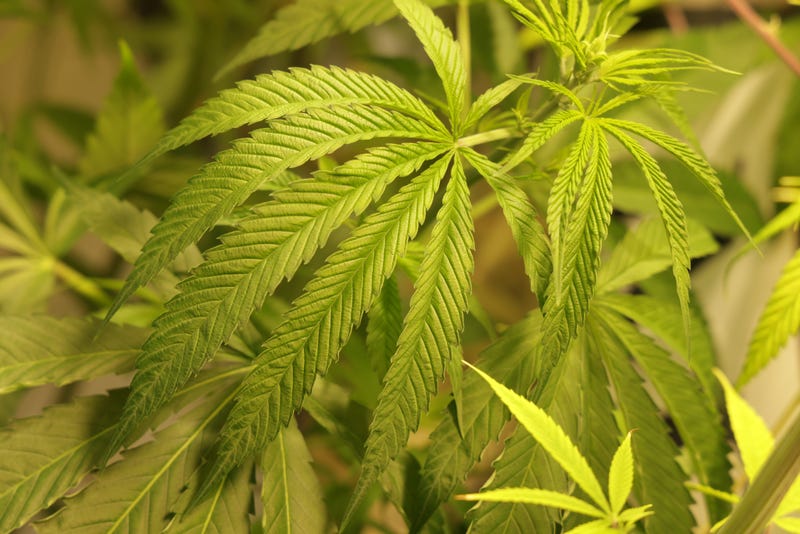 Marijuana