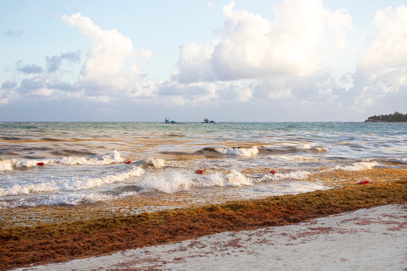 seaweed