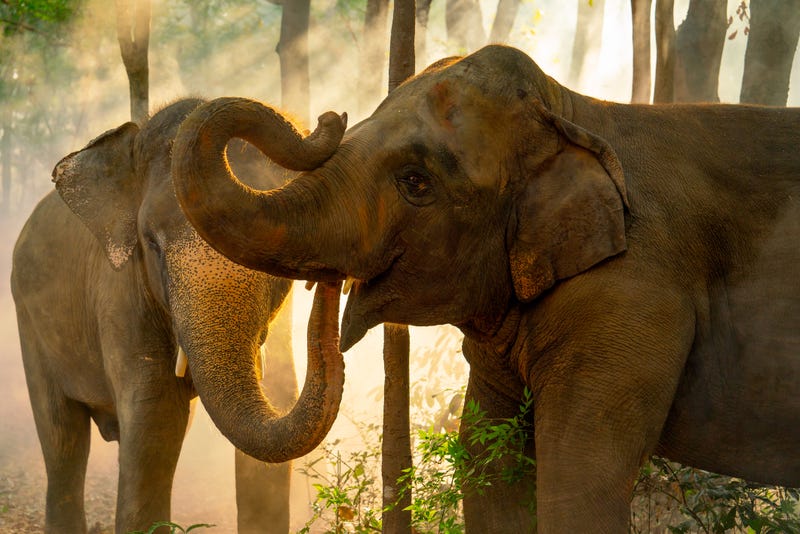 Elephants