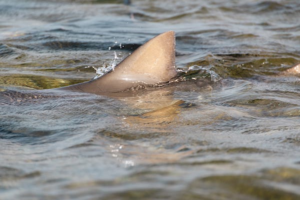 A group of shark fins sticking out of the water