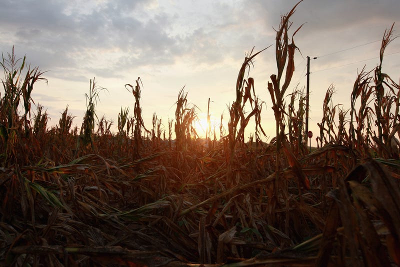 Corn stalks dry out in a farm field.