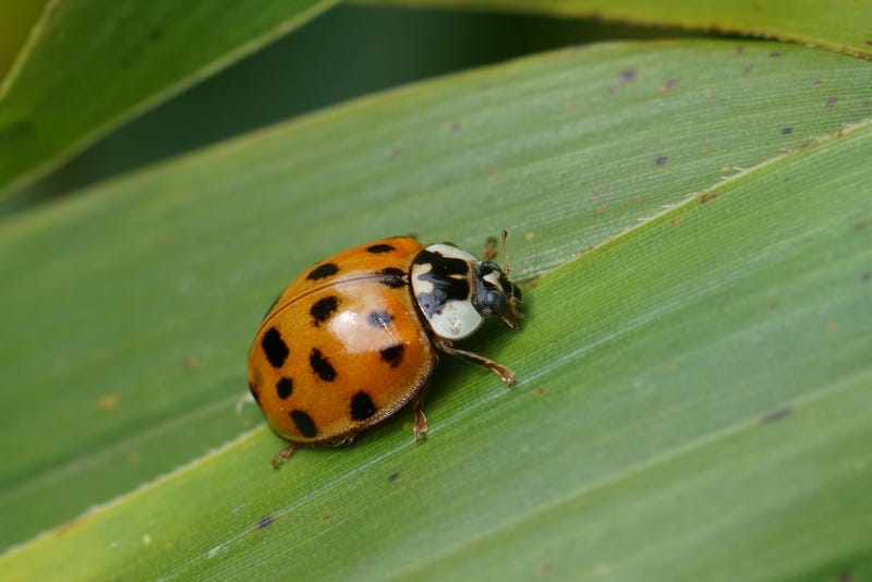 Closeup on the invasive harlequin, multicolored Asian lady beetle, Harmonia axyridis on green leaf - stock photo