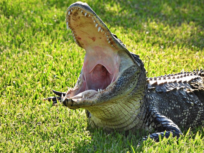 American alligator