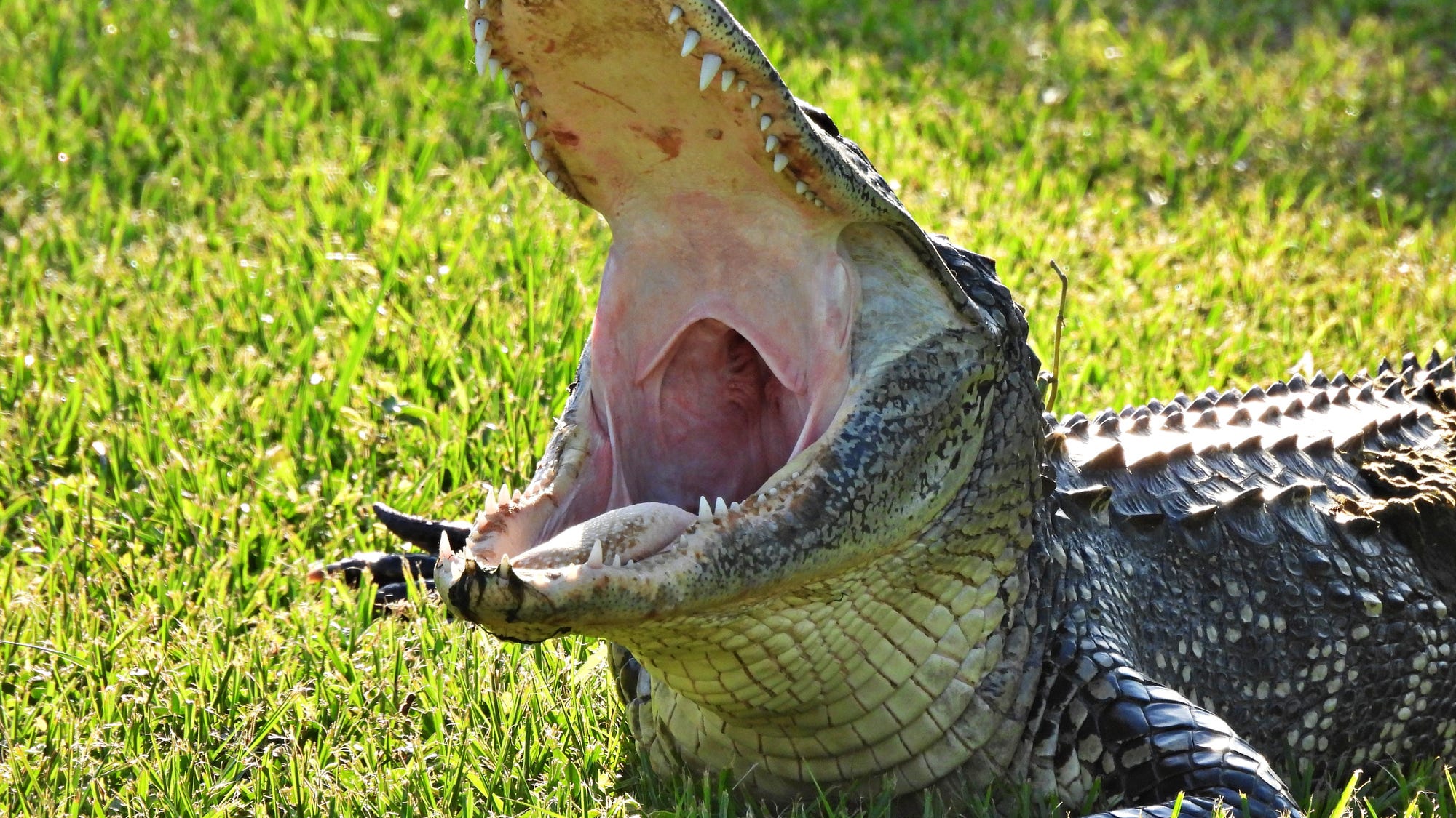 Florida man tackles 12-foot alligator to save dog