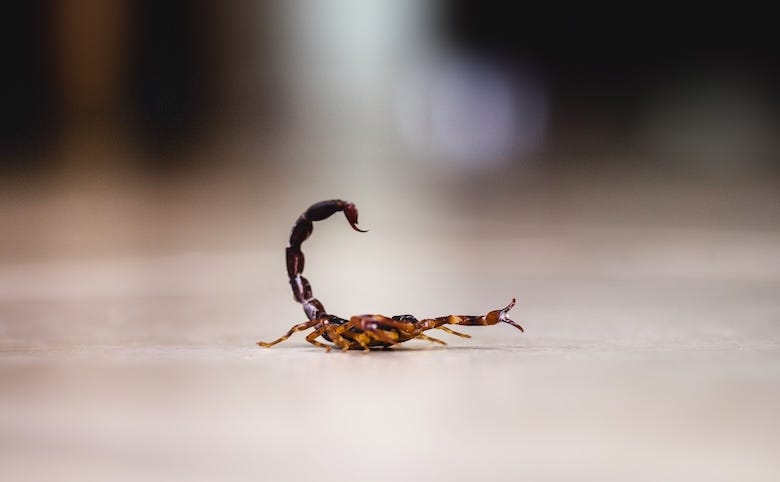 Scorpion inside of a home