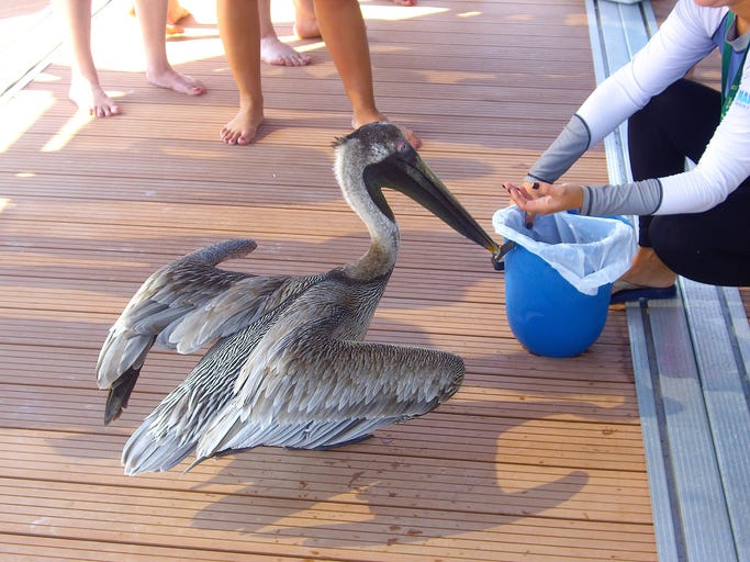 Pelican