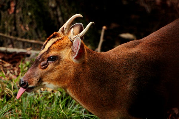 Muntjac deer sticking its tongue out