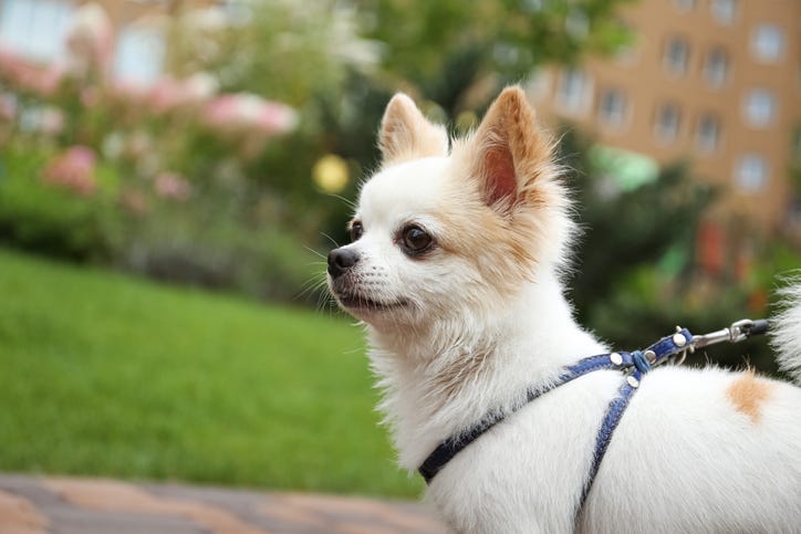 Stock photo of a Chihuahua.